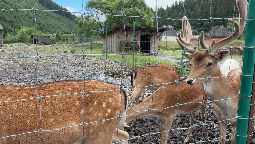 Spotting Fallow Deer with Antlers Standing Behind Fence in Mountain Sanctuary