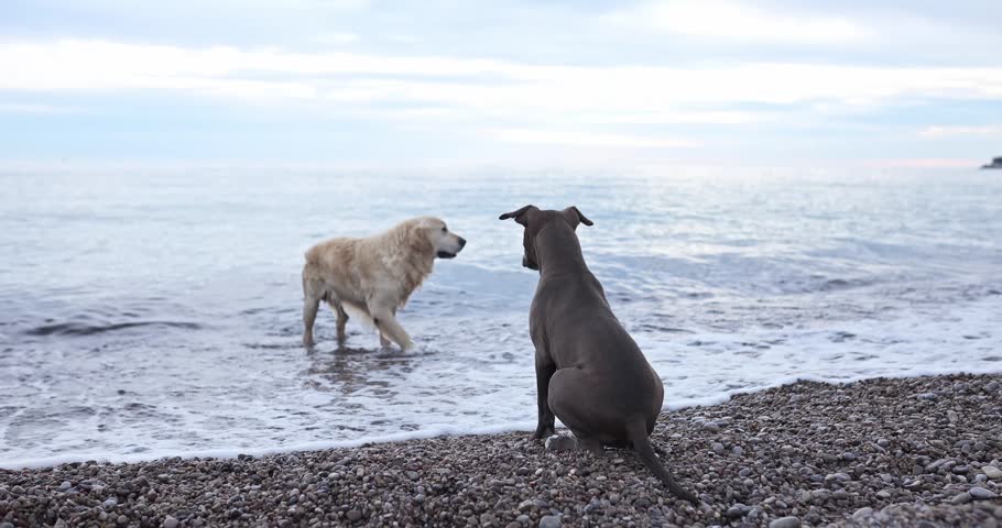 Two dogs play together near sea water on rocky beach. Natural interaction and coastal scenery create joyful outdoor atmosphere.