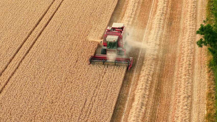 Combine harvester harvesting ripe wheat across mature grain field. Barley harvest, dust cloud and straw windrows beside cutting header during peak harvest season. Modern farming, agribusiness and