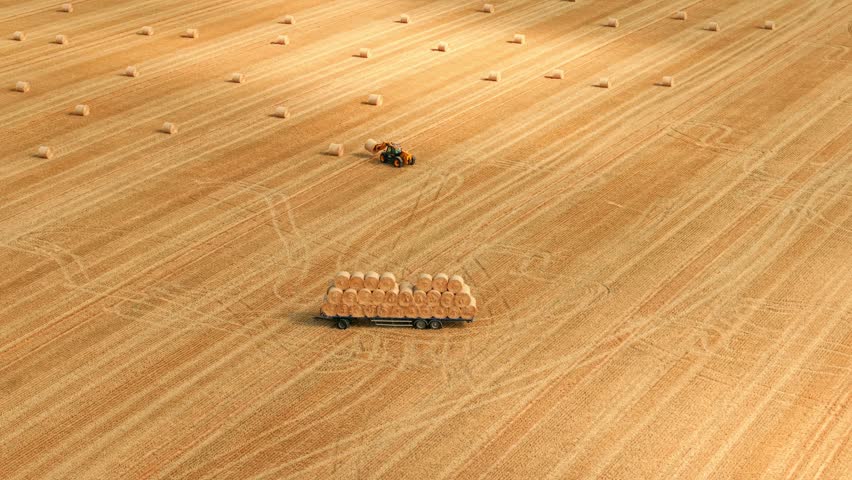 Round hay bales stacked on farm trailer across harvested field. Telehandler loading dry hay for cattle and sheep feed during seasonal forage collection. Livestock farming, fodder storage and modern