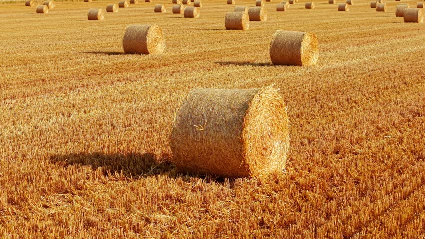 Hay bale close up on harvested cereal field. Detailed straw texture across crop stubble with multiple round bales scattered through farmland. Animal feed harvest, agricultural background, rural