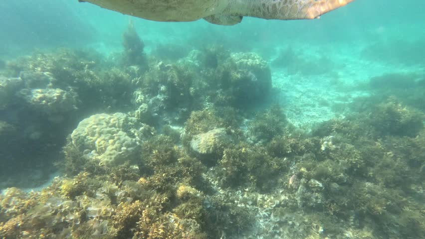 A large brown sea turtle surfaces to breathe and swims in clear water among coral reefs, with a small fish resting on its shell in a vibrant marine environment.