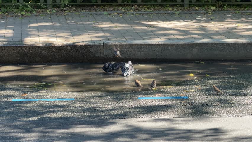 Common pigeons (Columba livia), also called city or rock pigeons, bathing in a puddle on an urban roadway. Perfect for city life stories, ecology articles, and wildlife portfolios.