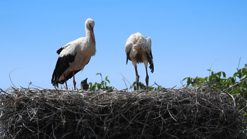 An adult stork with its young storks stands in the nest