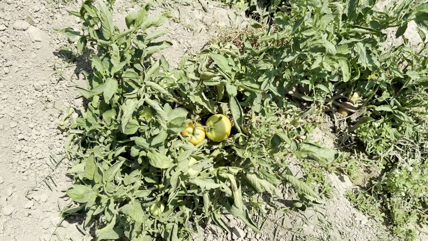 Close-up shot of tomatoes growing in a garden bed. A field planted with tomatoes and other vegetables.