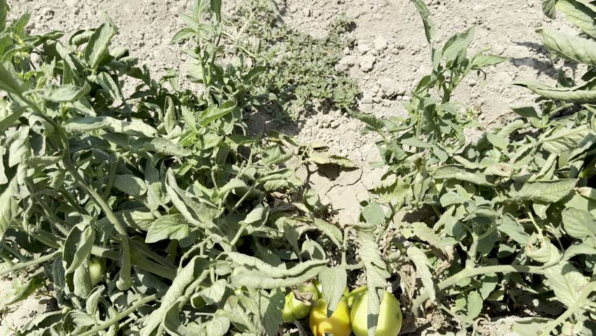 Close-up shot of tomatoes growing in a garden bed. A field planted with tomatoes and other vegetables.