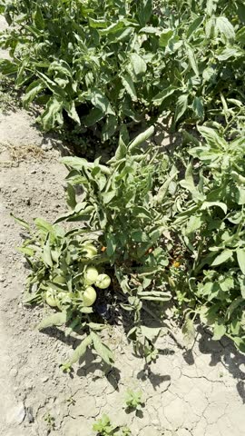 Close-up shot of tomatoes growing in a garden bed. A field planted with tomatoes and other vegetables.