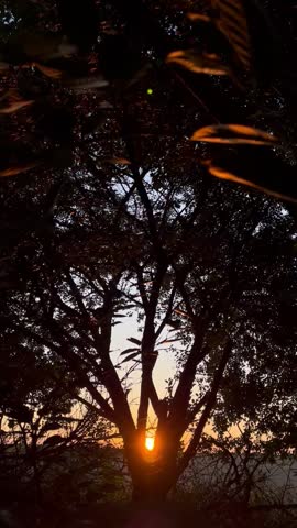 Golden sun shining through dark tree branches at sunset.