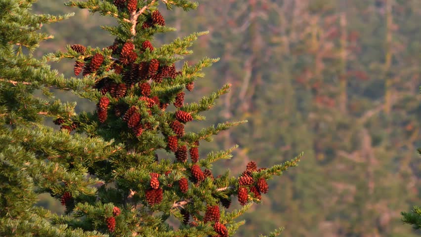 Conifer Tree With Red Maturing Cones Within Lassen Volcanic National Park In California, USA. Selective Focus Shot