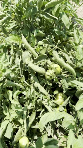 Close-up shot of tomatoes growing in a garden bed. A field planted with tomatoes and other vegetables.