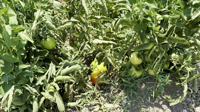 Close-up shot of tomatoes growing in a garden bed. A field planted with tomatoes and other vegetables.