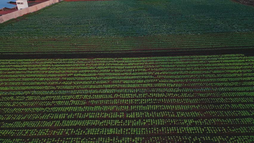Cultivated vegetable rows in Gama, Brasilia, Federal District, Brazil, form geometric patterns across red soil before revealing an adjacent photovoltaic installation, drone ascent.