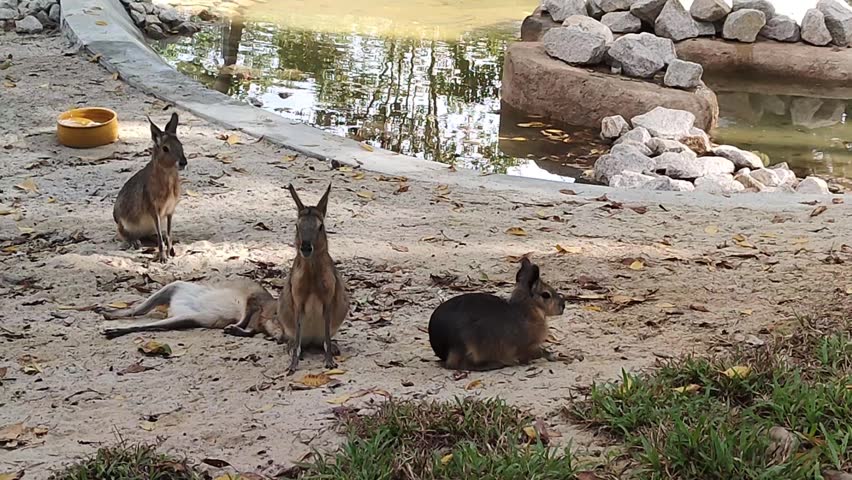 Group of Patagonian maras resting and standing in a sandy zoo enclosure near a feeding tray and water bowl.