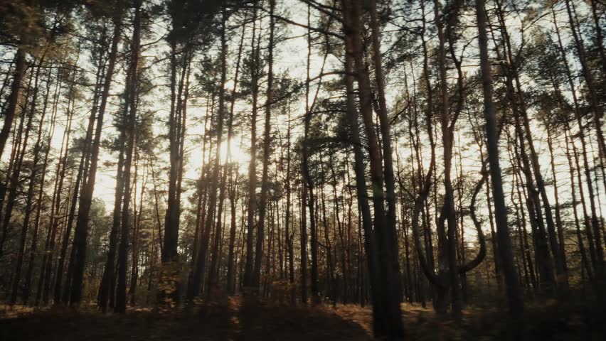 Golden Sunlight Setting Or Rising Through Forest Trees. Sun Beams Shining In Autumnal Woods. Scenic Nature Landscape, Tranquil Forest Scene, Bare Tree Trunks, Peaceful Outdoors. Beautiful Wilderness