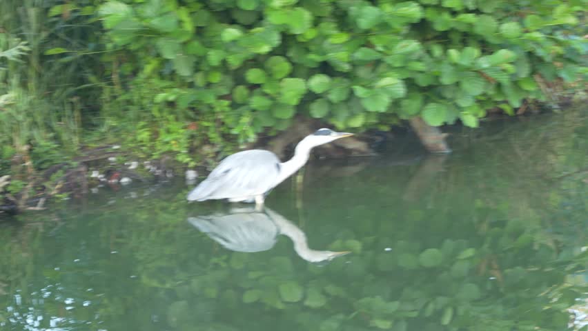 A grey heron Ardea cinerea moves through shallow water beside alder Alnus foliage. Motion blur and a mirrored reflection convey active wetland behavior.