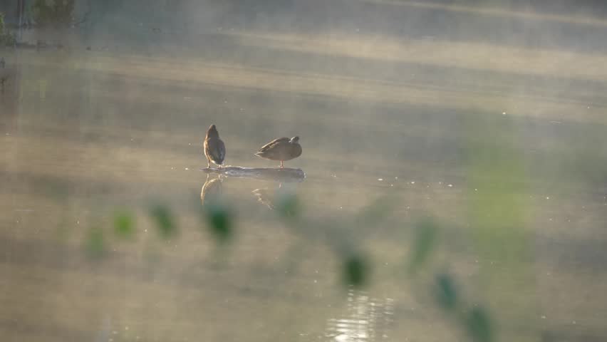 Two mallard ducks Anas platyrhynchos stand on a partly submerged log in glowing morning fog. Soft backlight and still water create an atmospheric wetland scene.