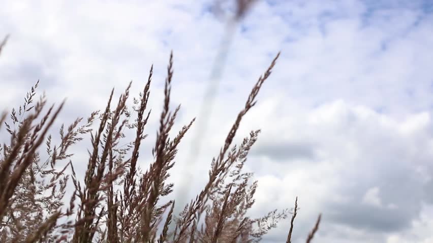 Tall grass with seed heads sways against the backdrop of the sky.