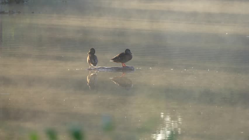 Two mallard ducks Anas platyrhynchos rest on a low log surrounded by golden morning mist. Soft reflections and distant ripples create a tranquil lake atmosphere.