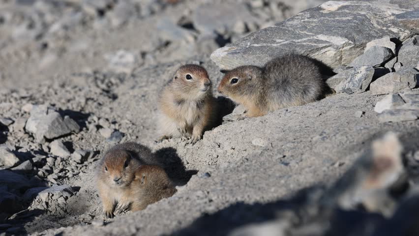 Arctic ground squirrels in Kluane National Park Yukon Canada