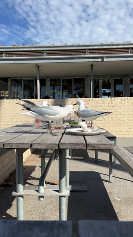 Several hungry white birds scavenge for crumbs and leftovers on an outdoor dining table at a cafe