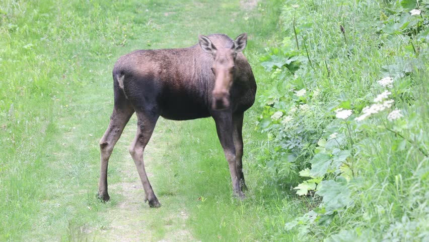 Moose eating in Kincaid Park Anchorage Alaska
