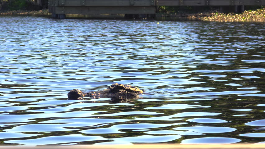 Large alligator swimming slowly in murky river water in natural habitat of southern USA.