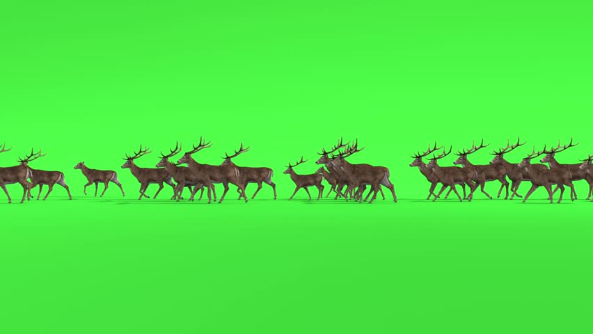 Large herd of deers walking across green screen