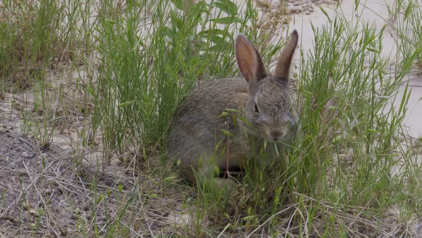 Baby rabbit in the Badlands National Park landscape