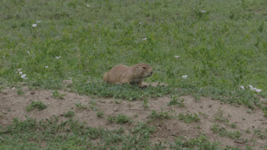 Prairie dog in Badlands National Park grasslands
