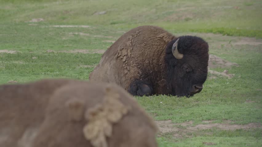 Bison roaming the Badlands National Park landscape