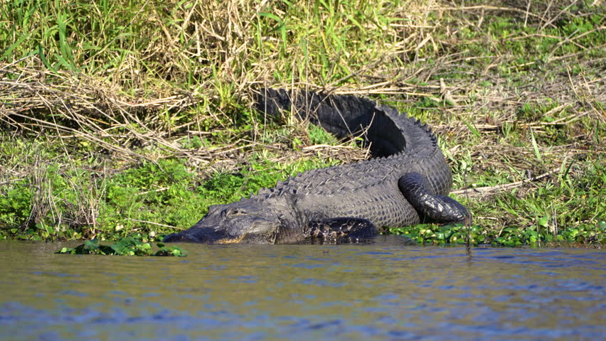 Wild alligator reptile predator resting near swamp water in natural habitat, Florida wetland ecosystem.