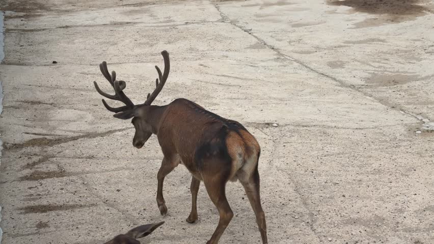 Red deer stag with large antlers walking in zoo enclosure, male buck roaming outdoors, captive wildlife footage