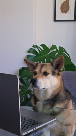 Cute Office Dog Looking at Laptop Screen While Working from Home

Adorable corgi mix focused on a laptop as if reading emails or attending online meetings. Funny business concept for remote work, digital lifestyle and modern workspace.