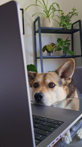 Exhausted Office Dog Watching Laptop During Busy Workday

Funny corgi mix resting near a laptop as if tired after hours of work. Relatable concept of productivity, deadlines and working from home.