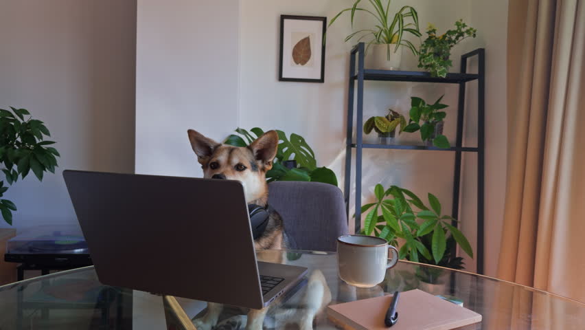 Funny Home Office Setup with Dog Wearing Headphones at Desk

Wide shot of a complete workspace where a corgi mix pretends to work like an employee. Modern business humor and remote work lifestyle.