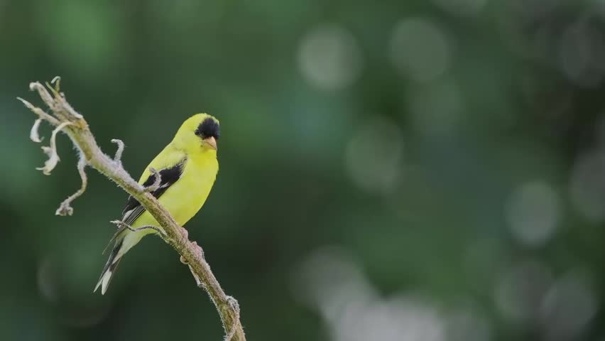 Golden finch bright yellow bird perches on thin, leafless branch. Soft green background blurred with bokeh effect. Bird faces right, calm and still in natural setting. Ideal for nature, wildlife