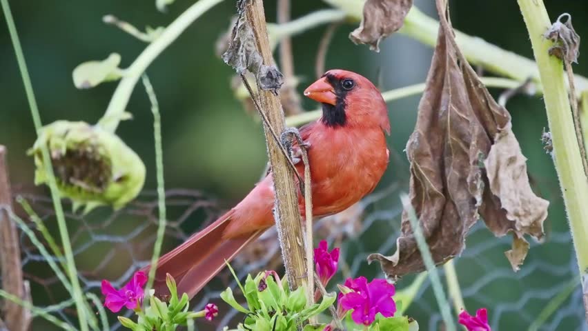 Red northern cardinal perches on garden stalks