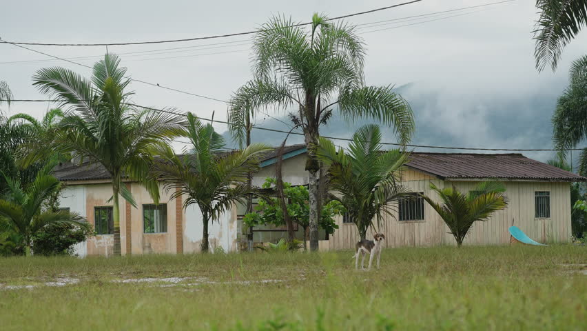 A dog stands alone on an open grass field in front of simple village houses framed by palms, with cloud spilling down the rainforest mountain behind.
