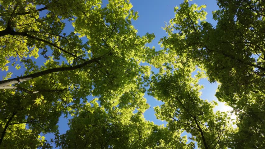 The view of tall trees from below, surrounded by bright green leaves under a blue sky. Sunlight shines through the branches during daytime.