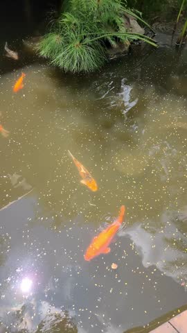 Colorful koi fish in a pond