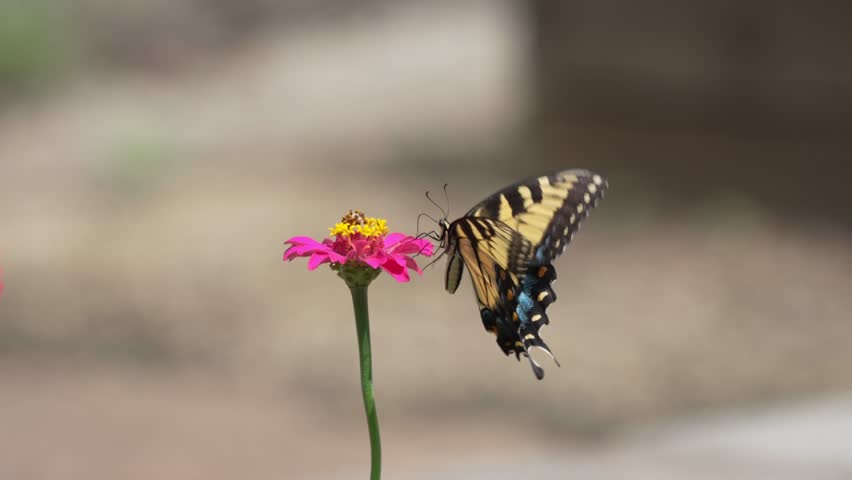 Slow-motion shot of an Eastern Tiger Swallowtail butterfly (Papilio glaucus) perching on a pink Zinnia blossom to feed before quickly dropping down out of frame. Filmed at the South Carolina Botanical Gardens in Clemson, SC.