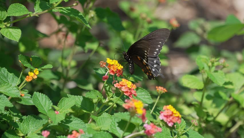 Slow-motion footage featuring a Pipevine Swallowtail butterfly (Battus philenor) drinking nectar from Lantana flowers before taking flight in slow motion. Filmed at the South Carolina Botanical Gardens in Clemson, SC.