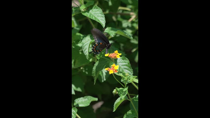 Vertical slow-motion video capturing a dark Pipevine Swallowtail butterfly (Battus philenor) hovering and feeding on colorful yellow and orange Lantana blossoms. Shot in high-frame-rate slow motion at the South Carolina Botanical Gardens in Clemson, SC.
