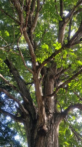 beautiful tree in a park
