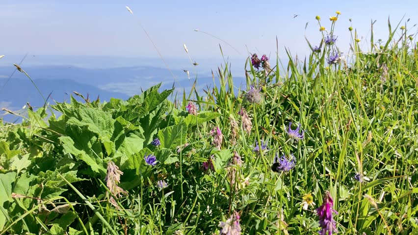 A vibrant field of blooming purple and yellow wildflowers grows in green grass on a sunny hillside with hazy blue mountains in the distance.