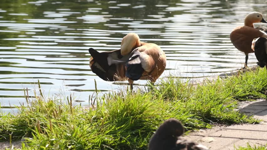 Orange duck cleans its feathers near the water