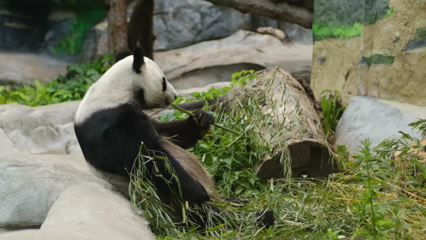Panda bear sits on rocky ground, eating bamboo with greenery around, showcasing its natural behavior in a serene habitat environment