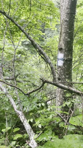 Pan shot of dense green mountain forest with blue and white trail marker painted on tree