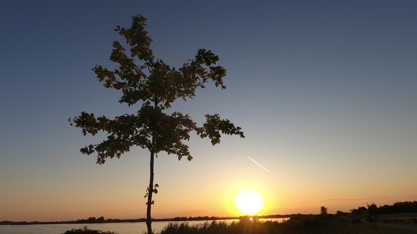 Tree silhouette swaying in the wind by the lake at sunset