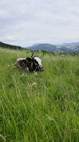 Spotted cow lying in tall green grass on a high mountain pasture with scenic valley view
